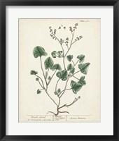 Framed Antique Herbs VIII