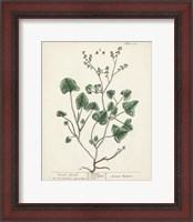Framed Antique Herbs VIII