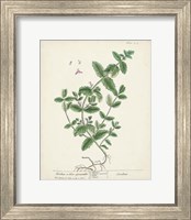 Framed Antique Herbs IX