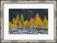 Framed Alpine Larches North Cascades