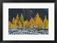 Framed Alpine Larches North Cascades