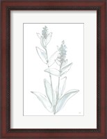 Framed Lambs Ear Sage IV Bleached