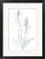 Lambs Ear Sage IV Bleached Framed Print