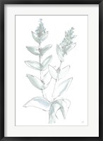 Framed Lambs Ear Sage III Bleached