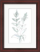 Framed Lambs Ear Sage III Bleached