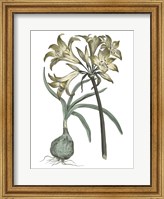 Framed Vintage Floral I on White