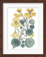 Framed Antique Botanical XVII Cool