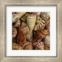 Framed Mini Conch Shells I