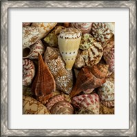Framed 'Mini Conch Shells I' border=