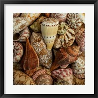 Framed Mini Conch Shells I