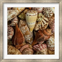 Framed Mini Conch Shells I
