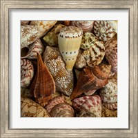 Framed 'Mini Conch Shells I' border=