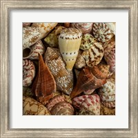 Framed Mini Conch Shells I