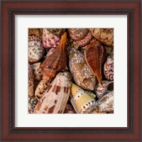 Framed Mini Conch Shells II