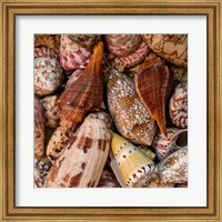Framed Mini Conch Shells II