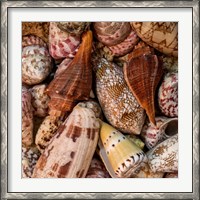 Framed Mini Conch Shells II