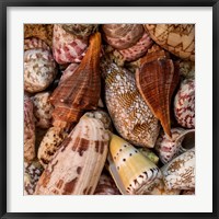 Framed Mini Conch Shells II