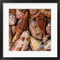 Mini Conch Shells II Framed Print