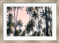 Framed Palms View on Pink Sky II
