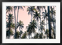 Framed Palms View on Pink Sky II