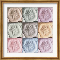 Framed Harbor Sand Dollars