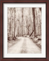 Framed Road in the Woods