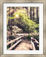 Framed Sunlight on the Forest Path