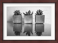 Framed Potted Succulent