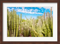 Framed Cactus Garden