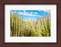 Framed Cactus Garden