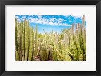 Framed Cactus Garden