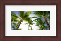 Framed Oahu Palms