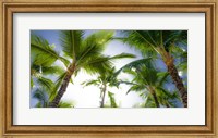 Framed Oahu Palms