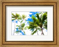 Framed Hawaii Oahu Palms