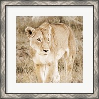 Framed Lioness in Kenya (sepia)