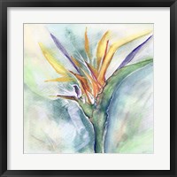 Framed Bird of Paradise I