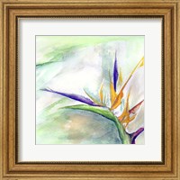 Framed Bird of Paradise II