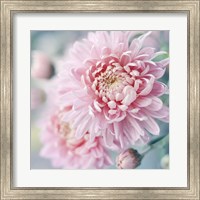 Framed Romantic Blossom
