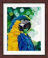 Framed Brilliant Parrot
