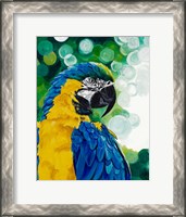 Framed Brilliant Parrot