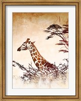 Framed Safari Giraffe I