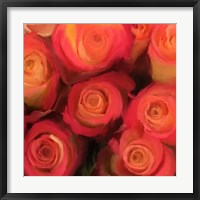 Framed Peach Roses