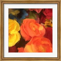 Framed Rose Blooms