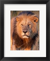 Framed Approaching Lion