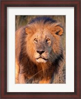 Framed Approaching Lion