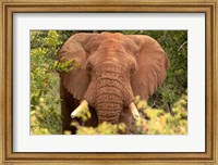 Framed Elephant on Alert