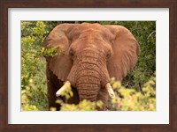 Framed Elephant on Alert
