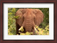 Framed Elephant on Alert