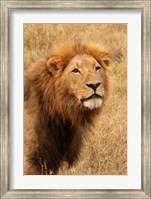 Framed Lion's Intent Stare