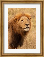 Framed Lion's Intent Stare